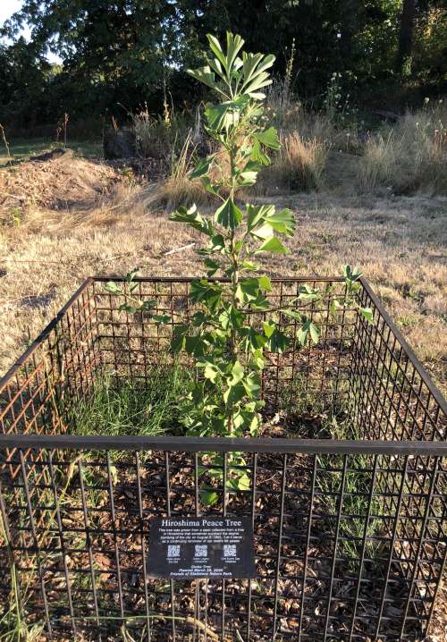 Ginkgo tree surrounded by a low fence with informational plaque